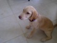 /album/photo-gallery-news/baby-bonnie-jpg1/